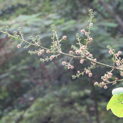 Mimosa colombiana
