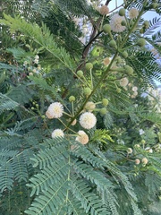 Leucaena leucocephala