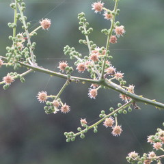 Mimosa colombiana