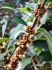 Sideroxylon salicifolium