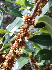 Sideroxylon salicifolium