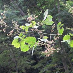 Mimosa colombiana