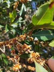 Sideroxylon salicifolium