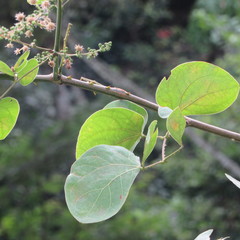 Mimosa colombiana