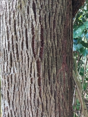 Sideroxylon salicifolium