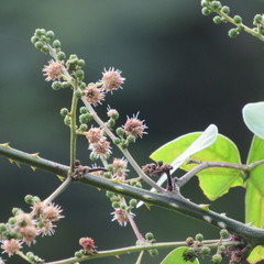 Mimosa colombiana
