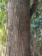 Sideroxylon salicifolium