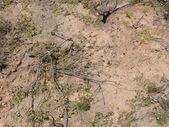 Chorizanthe procumbens