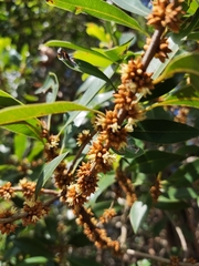 Sideroxylon salicifolium
