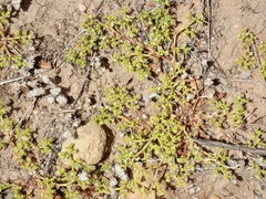 Chorizanthe procumbens