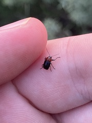 Cryptocephalus sanguinicollis