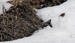 Alauda arvensis pekinensis