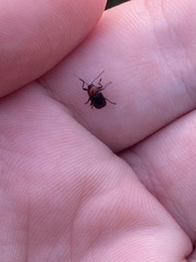 Cryptocephalus sanguinicollis