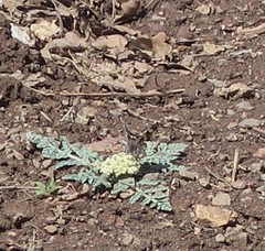 Litocala sexsignata