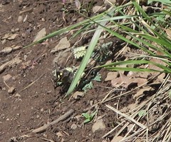 Litocala sexsignata