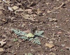 Litocala sexsignata
