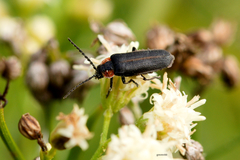 Polemius denticornis