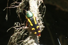 Buprestis rufipes