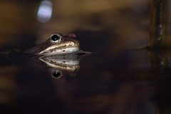 Media resource of Lithobates sylvaticus