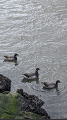 Branta bernicla