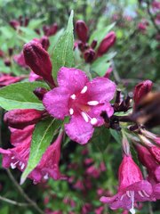 Weigela florida