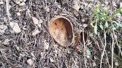 Helvella acetabulum