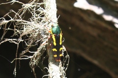 Buprestis rufipes