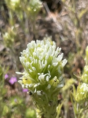 Castilleja lineariloba