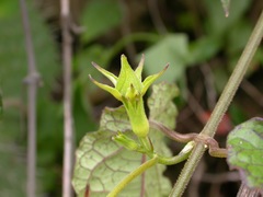 Gonolobus erianthus