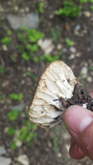 Helvella acetabulum