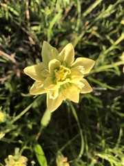 Castilleja citrina