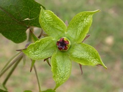 Gonolobus erianthus