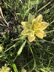 Castilleja citrina