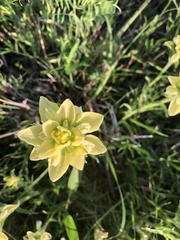 Castilleja citrina