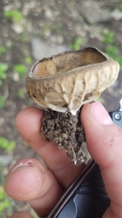 Helvella acetabulum