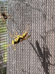 Polistes chinensis