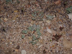 Eriogonum elegans