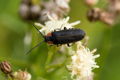 Polemius denticornis