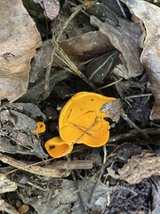 Phaeohelotium baileyanum