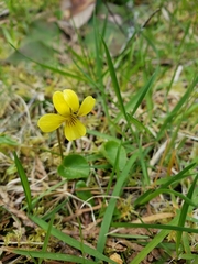 Viola orbiculata