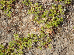 Chorizanthe procumbens