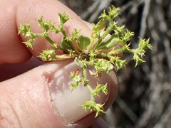 Chorizanthe procumbens