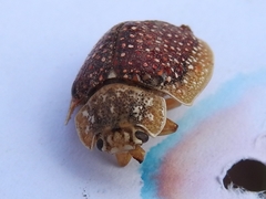 Paropsis dilatata