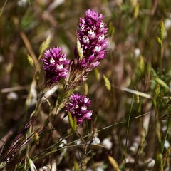 Castilleja densiflora densiflora