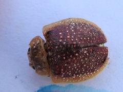Paropsis dilatata