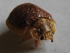 Paropsis dilatata