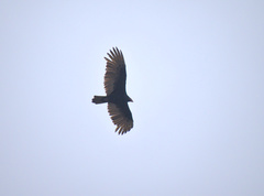 Cathartes aura image