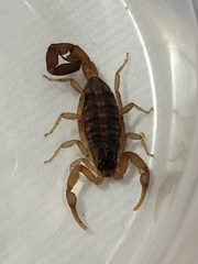 Centruroides vittatus