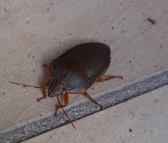 Coleotichus excellens