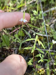 Meconella denticulata
